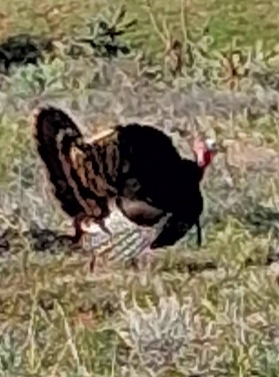 Wild turkey