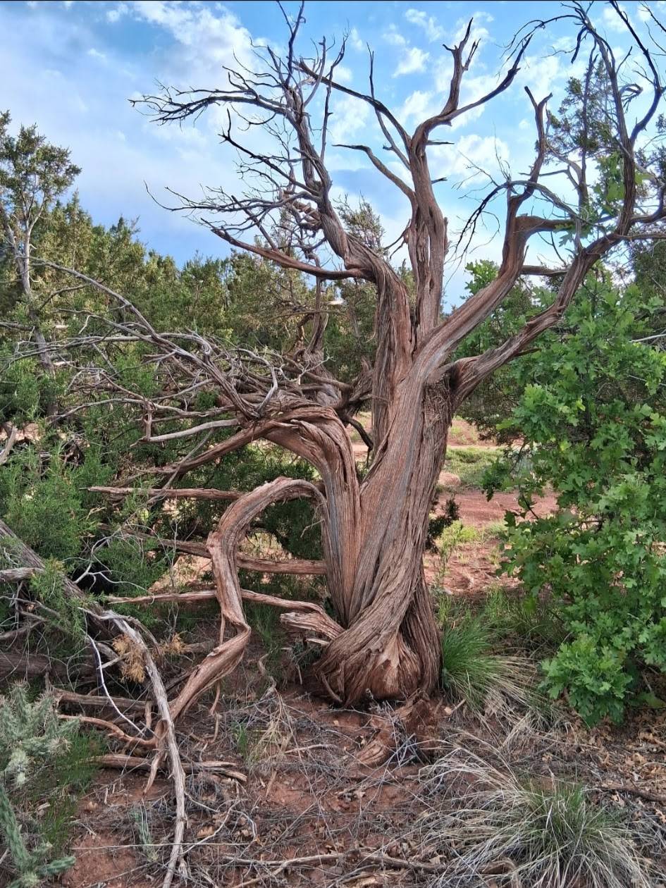 Twisted cedar