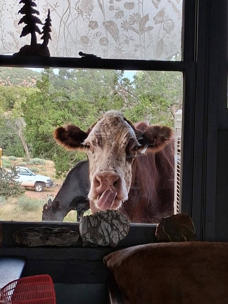 Cow looking in the window