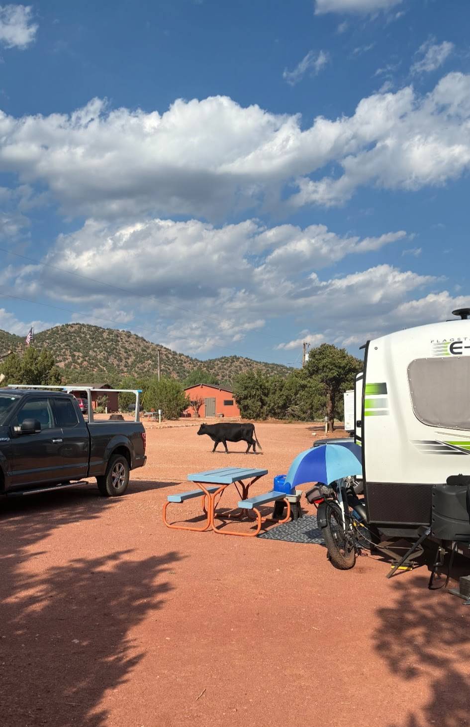 Cow walking through the campground